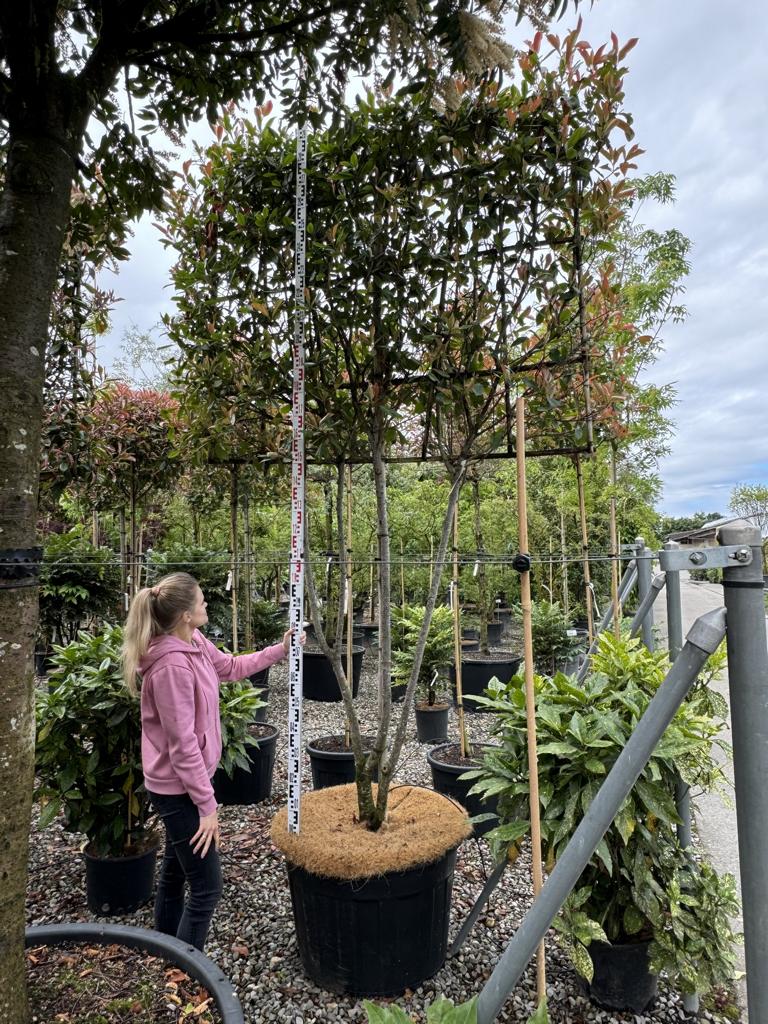 Photinia fraseri 'Red Robin' Spalierform – Baumschule von Dach