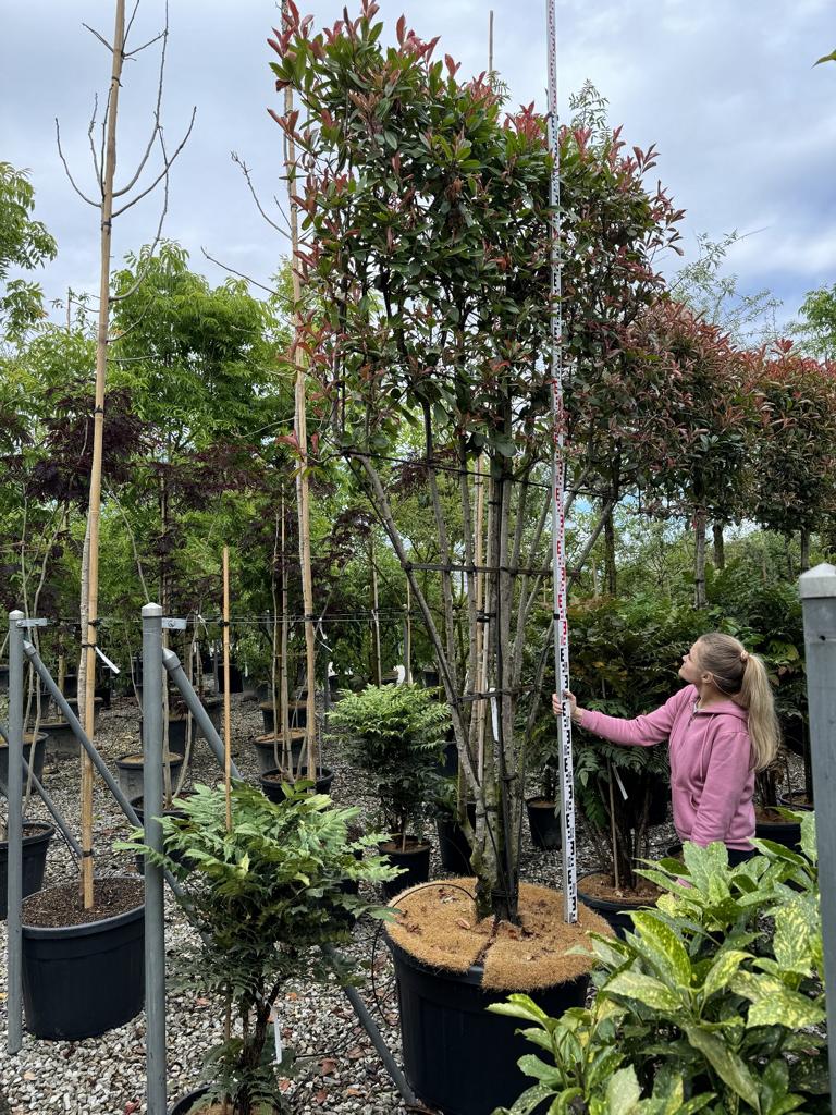 Photinia fraseri 'Red Robin' Spalierform  Baumschule von Dach