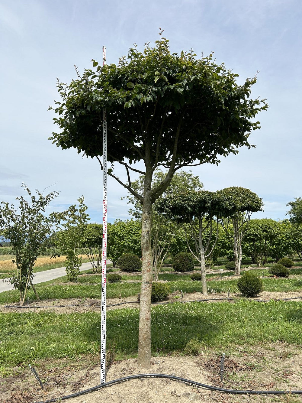 Parrotia persica Schirmform