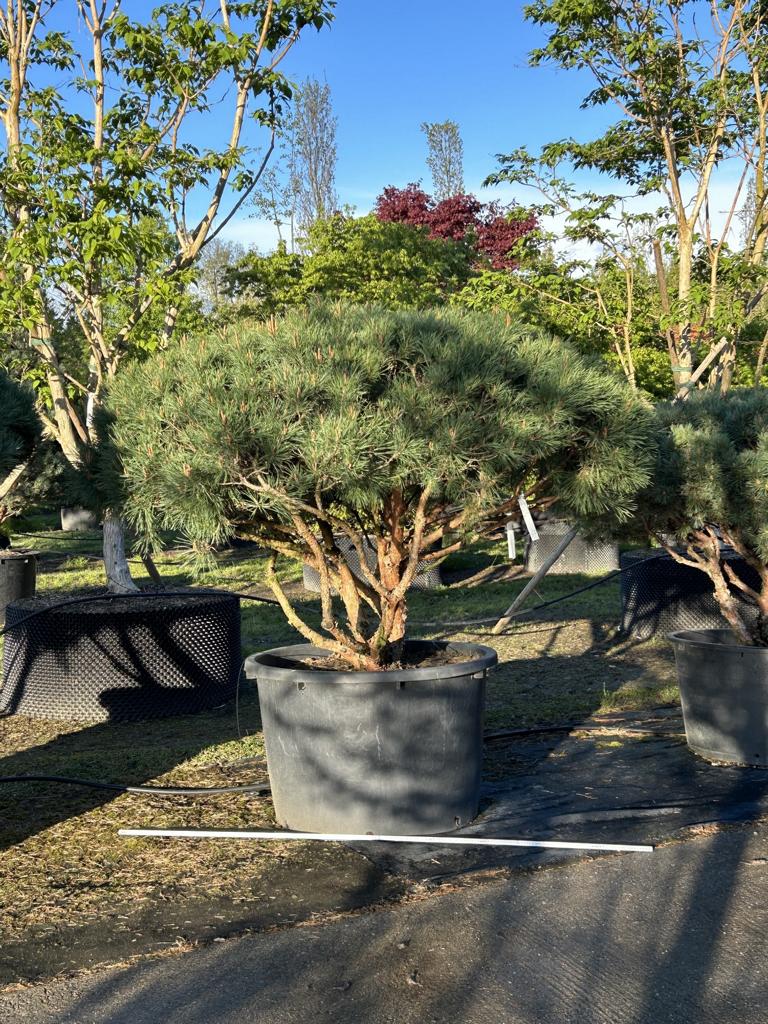 Pinus sylvestris 'Watereri' dachförmig