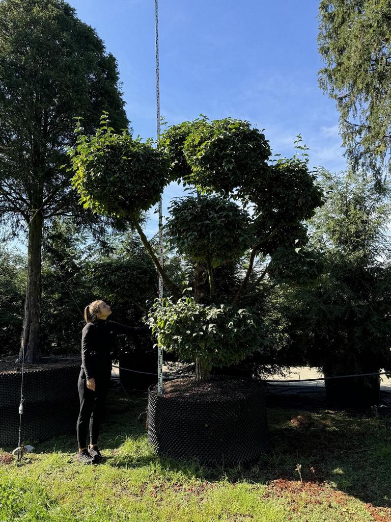Cornus mas Bonsai – Baumschule von Dach