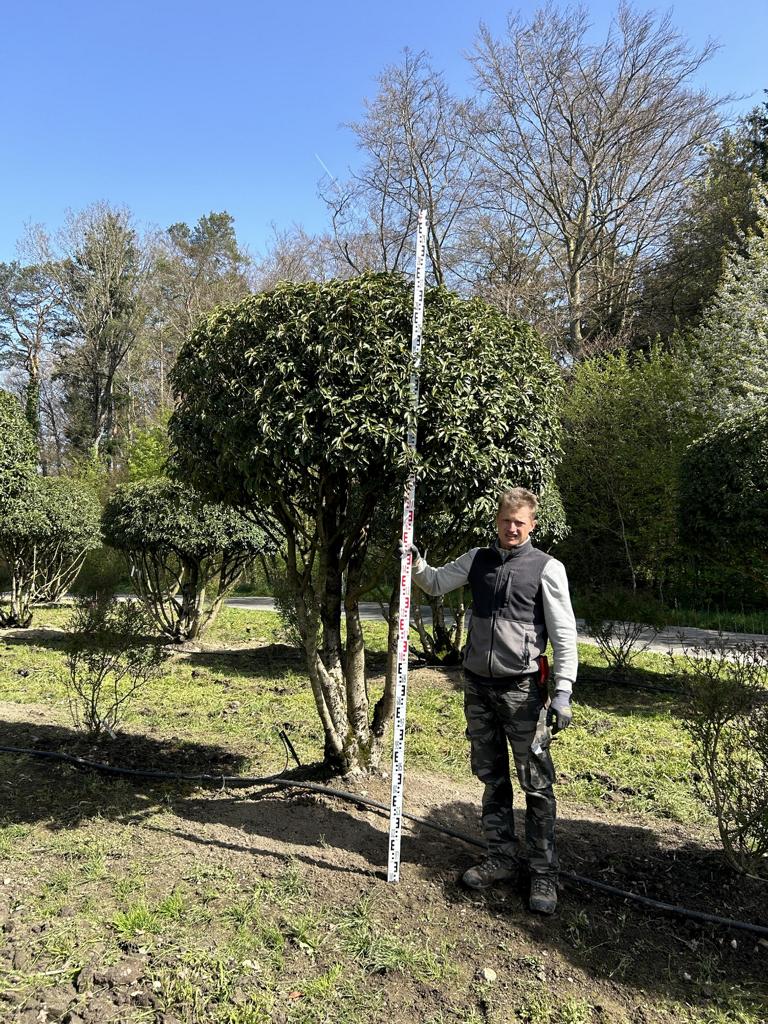 Prunus lusitanica 'Angustifolia' Dachform Baumschule von Dach