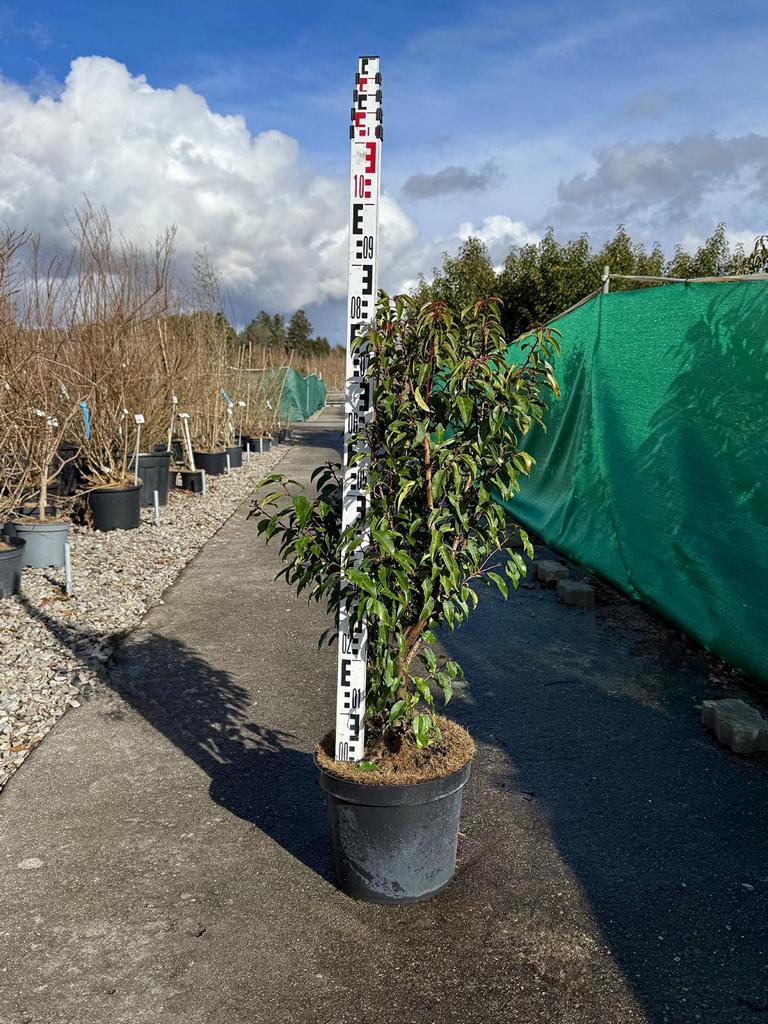 kirschlorbeer schmalblättrig Prunus lusitanica 'Angustifolia' – Baumschule von Dach