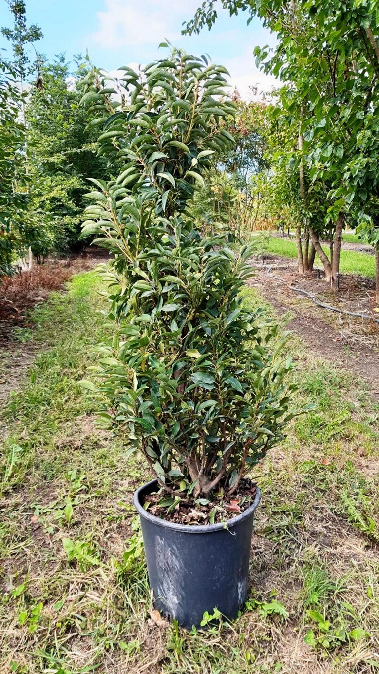 Prunus lusitanica 'Angustifolia' – Baumschule von Dach