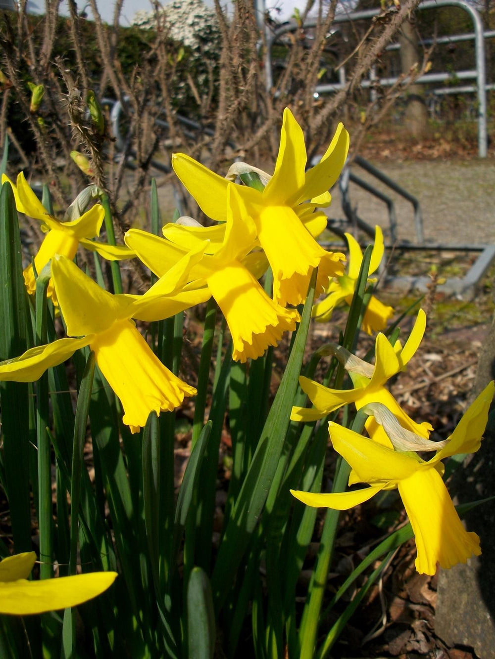 Narcissus cycl. February Gold 12/14