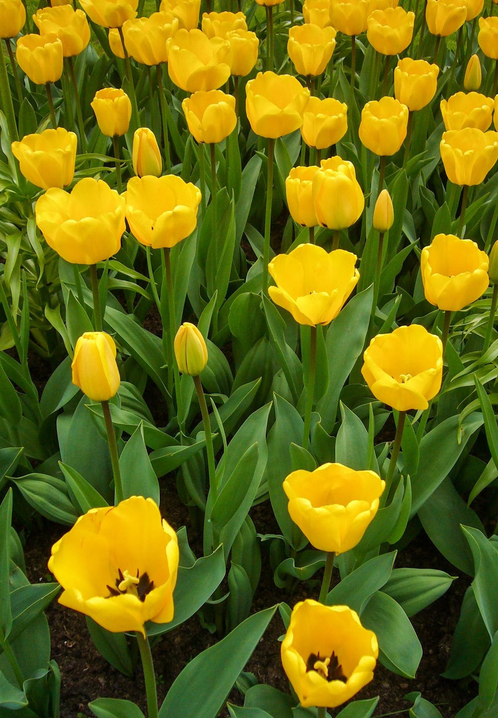 Tulipa Golden Apeldoorn 12/+