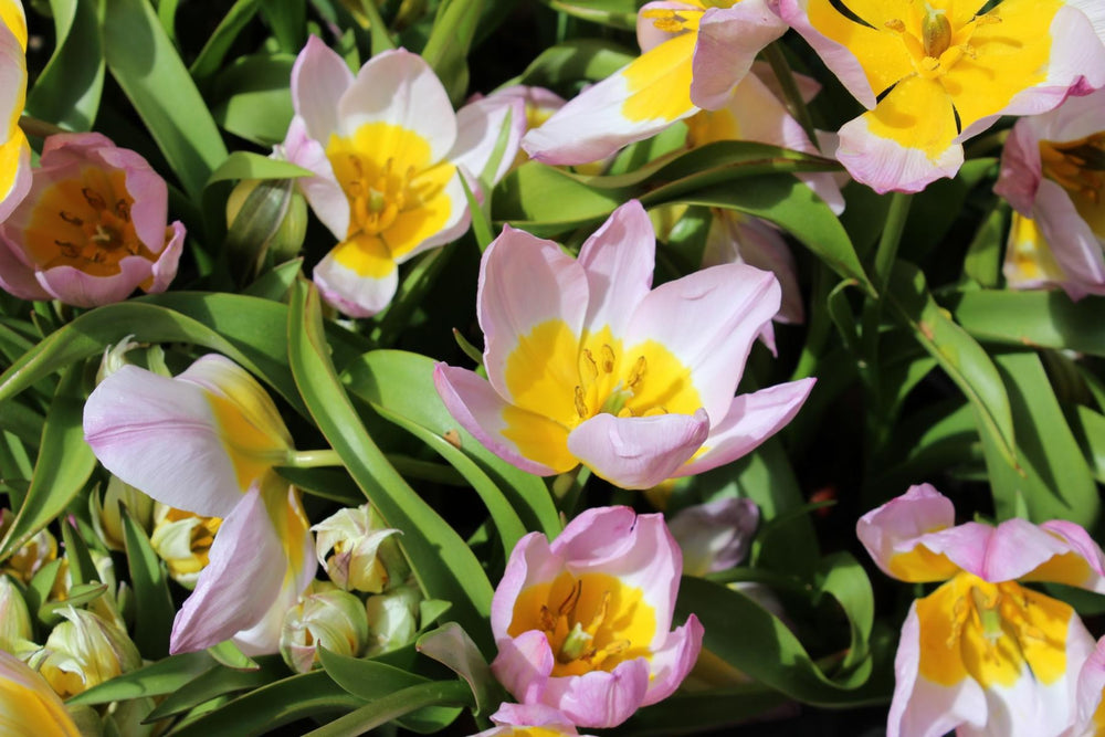 Tulipa bakeri Lilac Wonder 6/+
