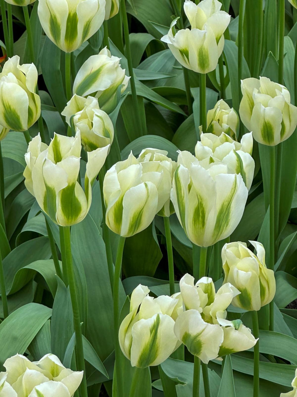 Tulipa Spring Green 12/+