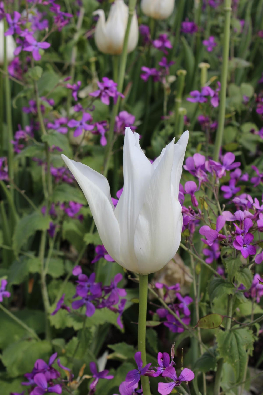 Tulipa White Triumphator 12/+
