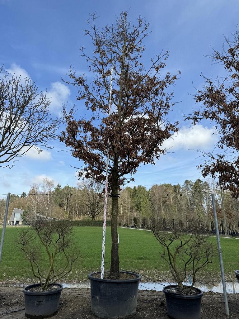 Quercus cerris Baumschule von Dach