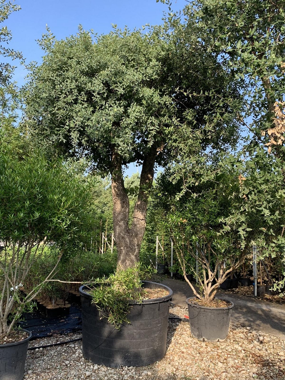 Quercus suber Schirmform