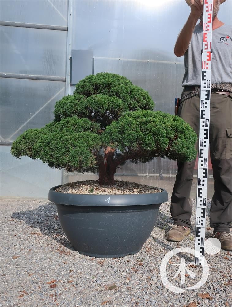 Juniperus chinensis Bonsai