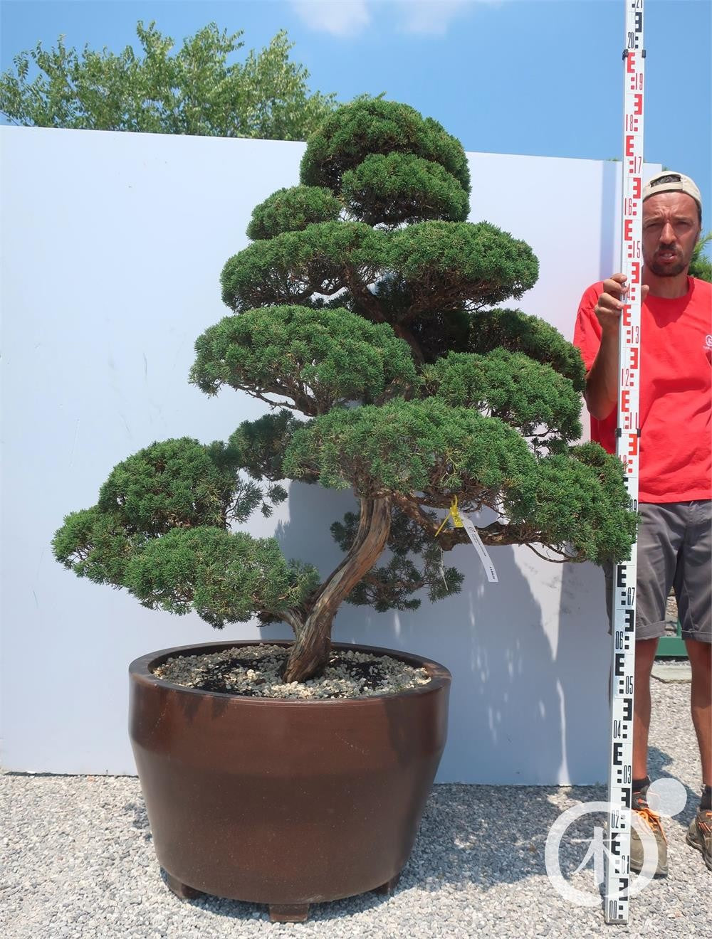 Juniperus chinensis Bonsai