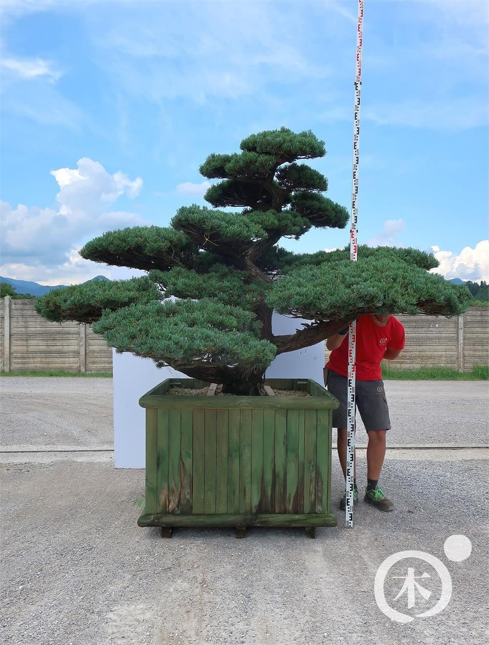 Pinus parviflora Bonsaiform