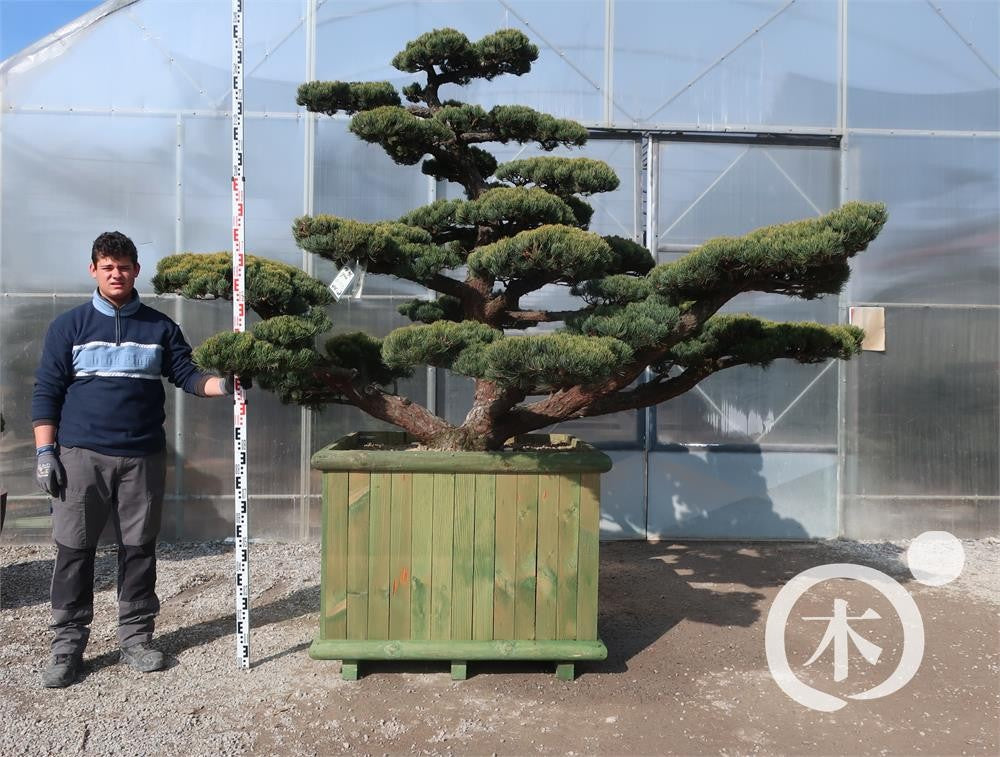 Pinus parviflora Bonsaiform