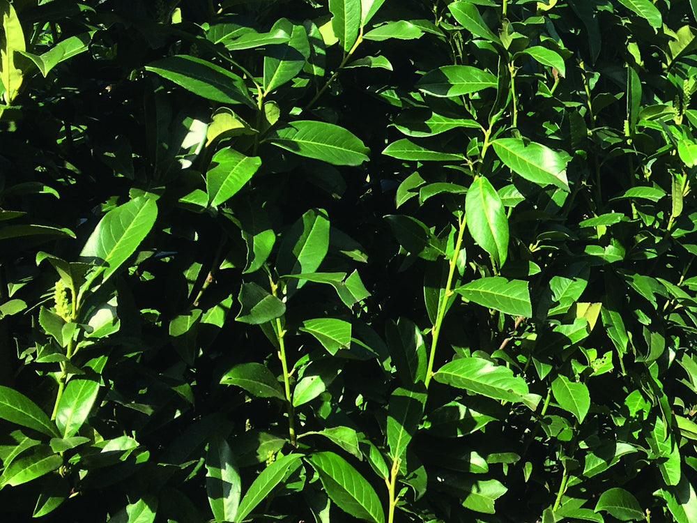 Prunus laurocerasus 'Genolia' Heckenelement QuickHedge 1m