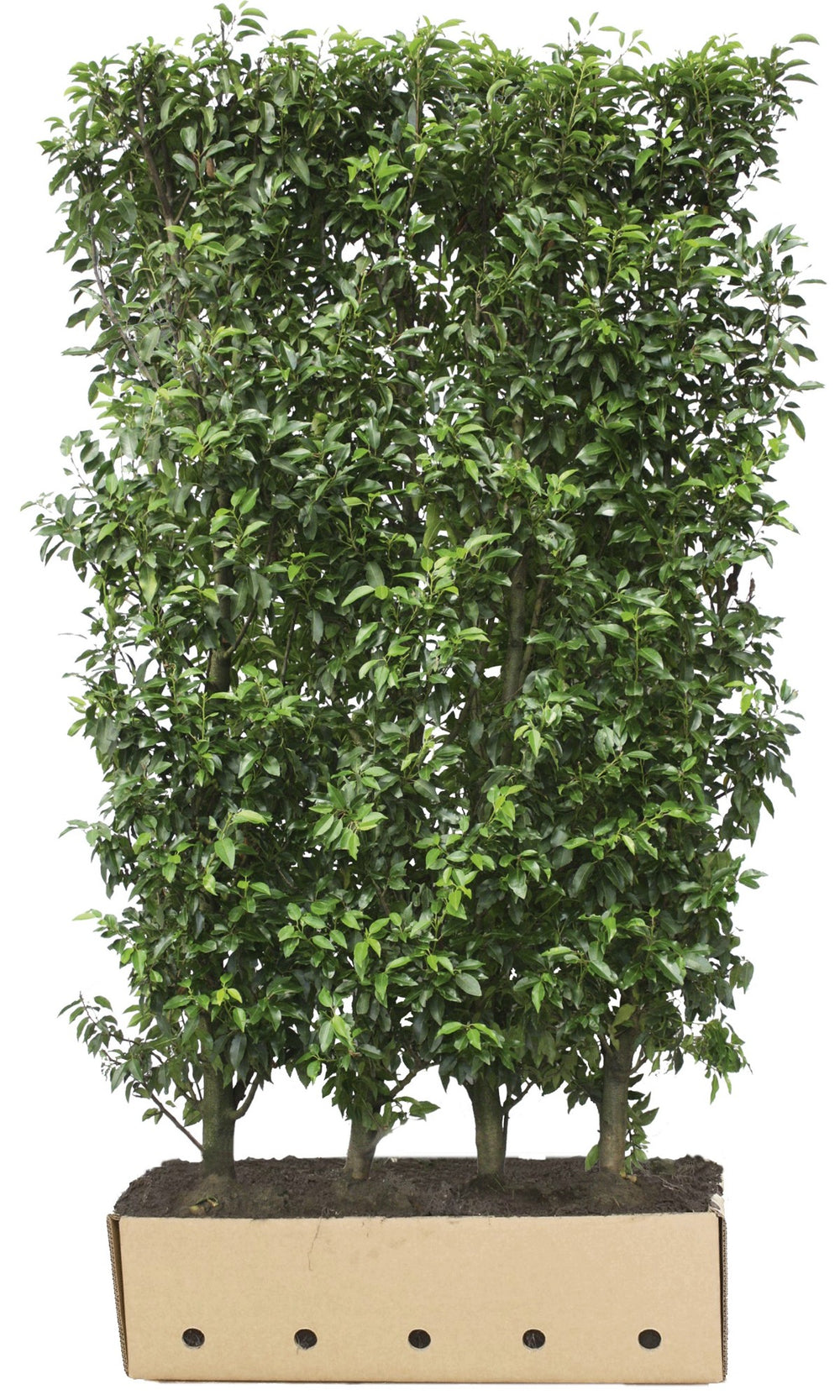 Prunus lusitanica 'Angustifolia' Heckenelement QuickHedge 1m