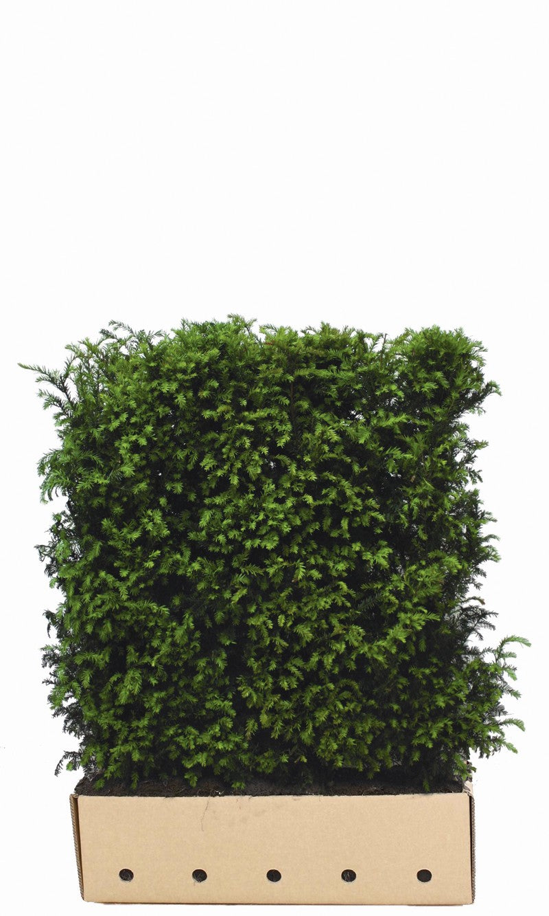 Taxus baccata Heckenelement