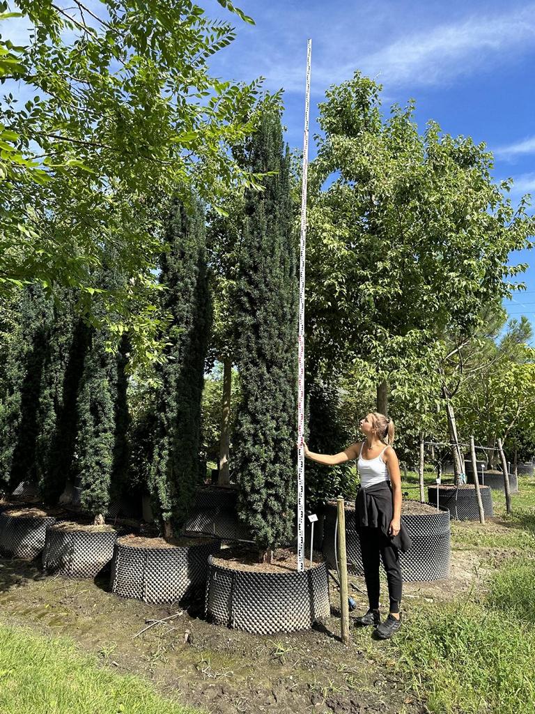 Taxus baccata 'Fastigiata Robusta' – Baumschule von Dach