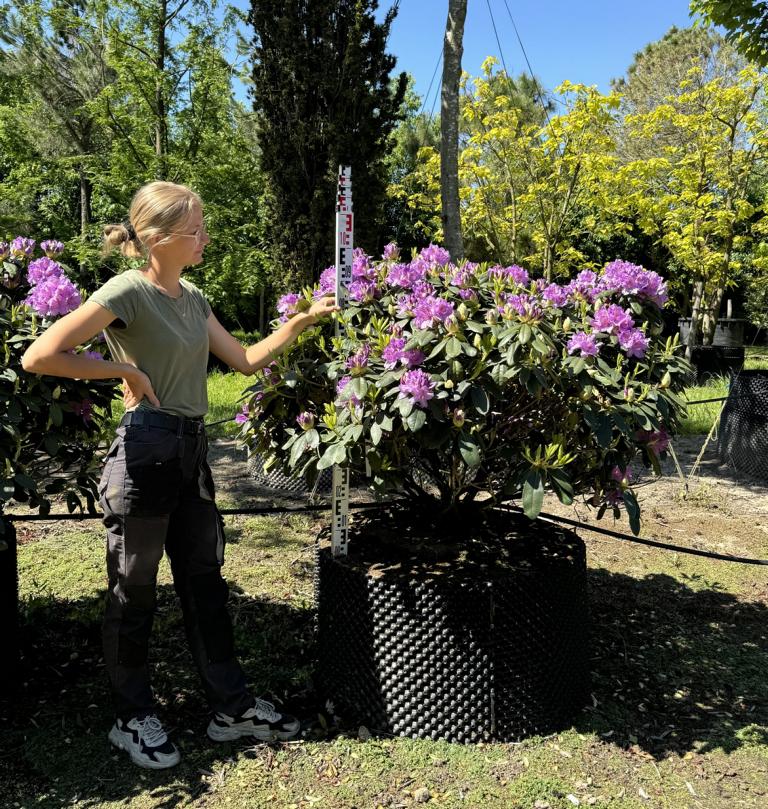 Rhododendron (Catawbiense-Gruppe) 'Catawbiense Grandiflorum' – Baumschule  von Dach