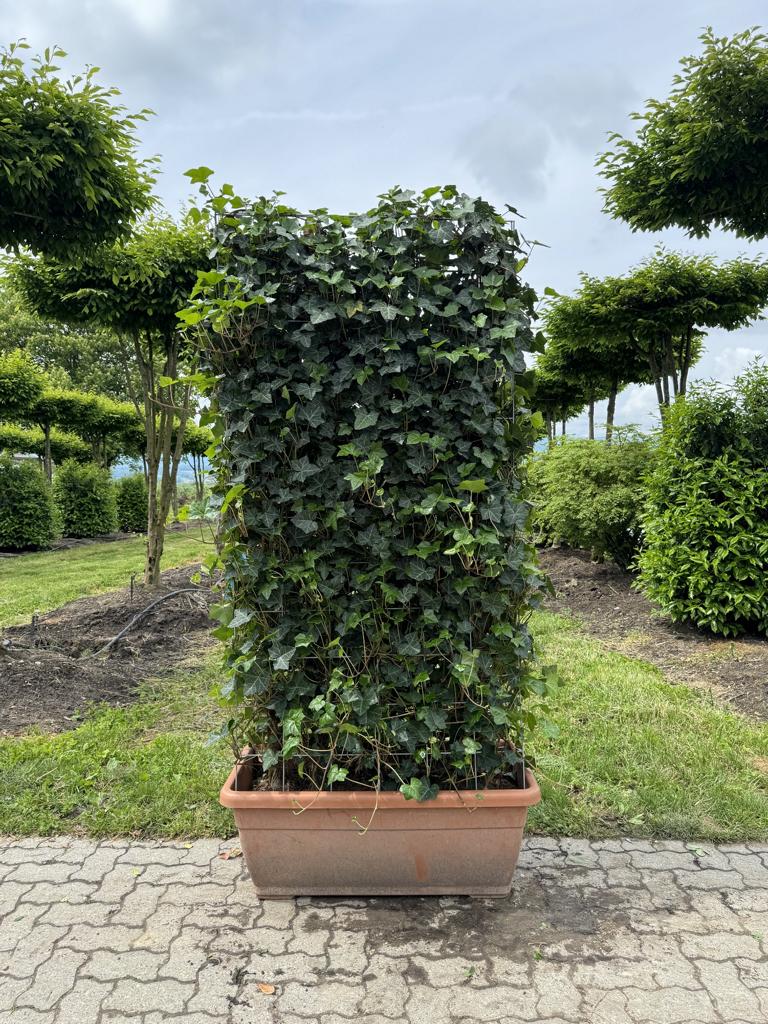 kaffeepflanze arabica pflege Coffea arabica