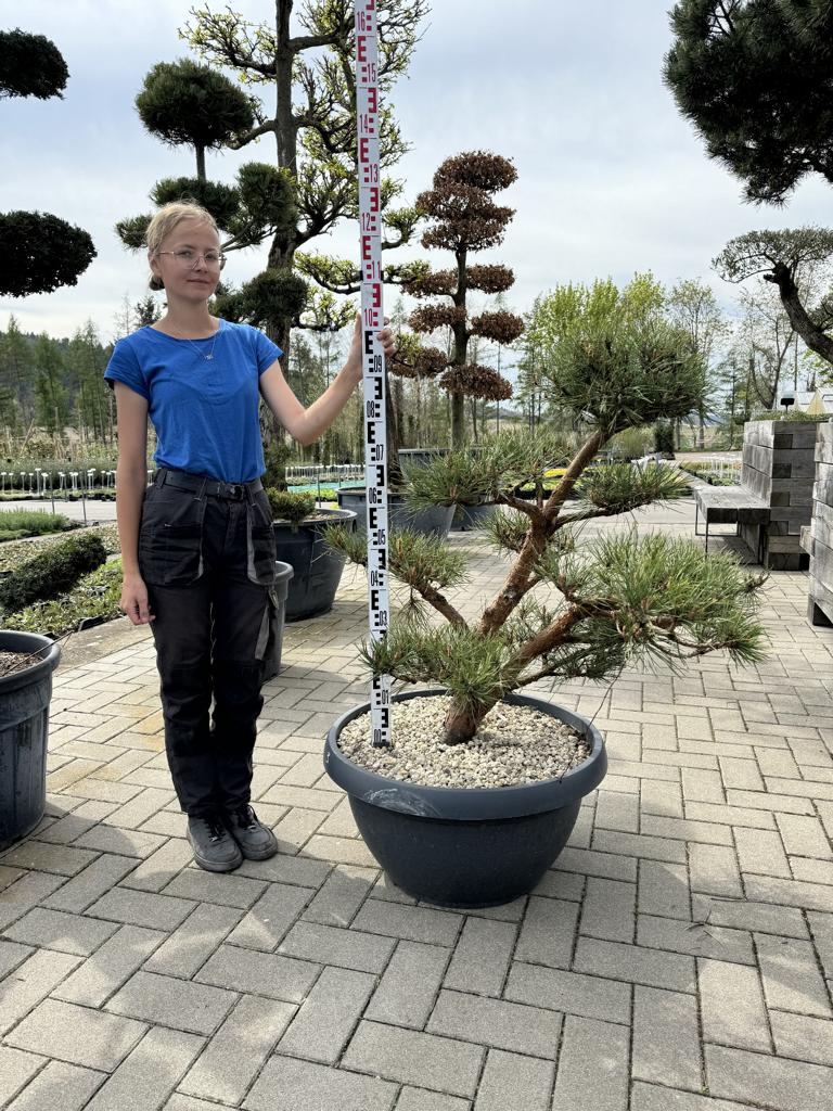 Pinus sylvestris 'Watereri' Bonsai NPczN3  Baumschule von Dach