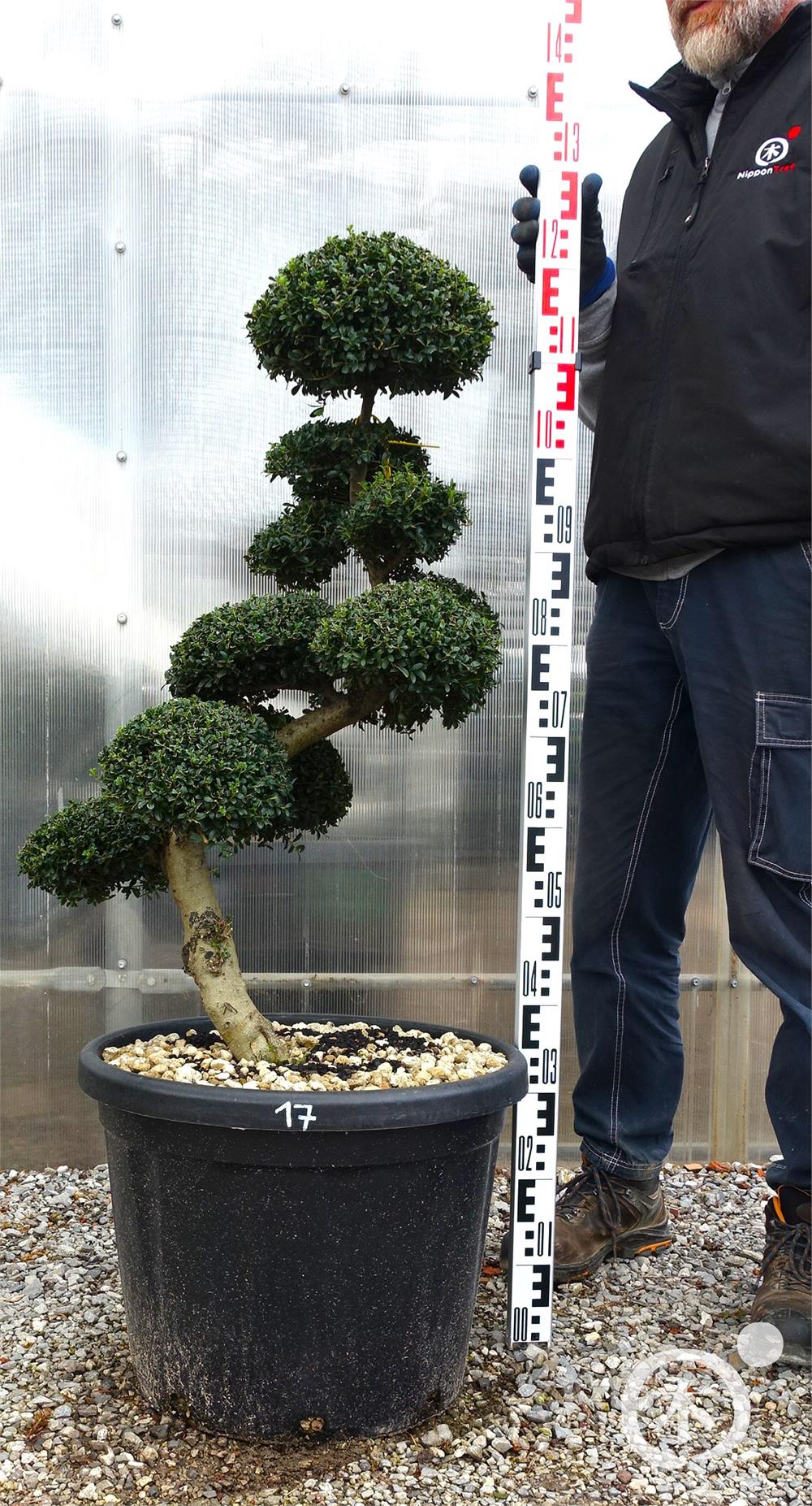 ilex crenata bonsai kaufen Ilex crenata Kinme' Bonsai