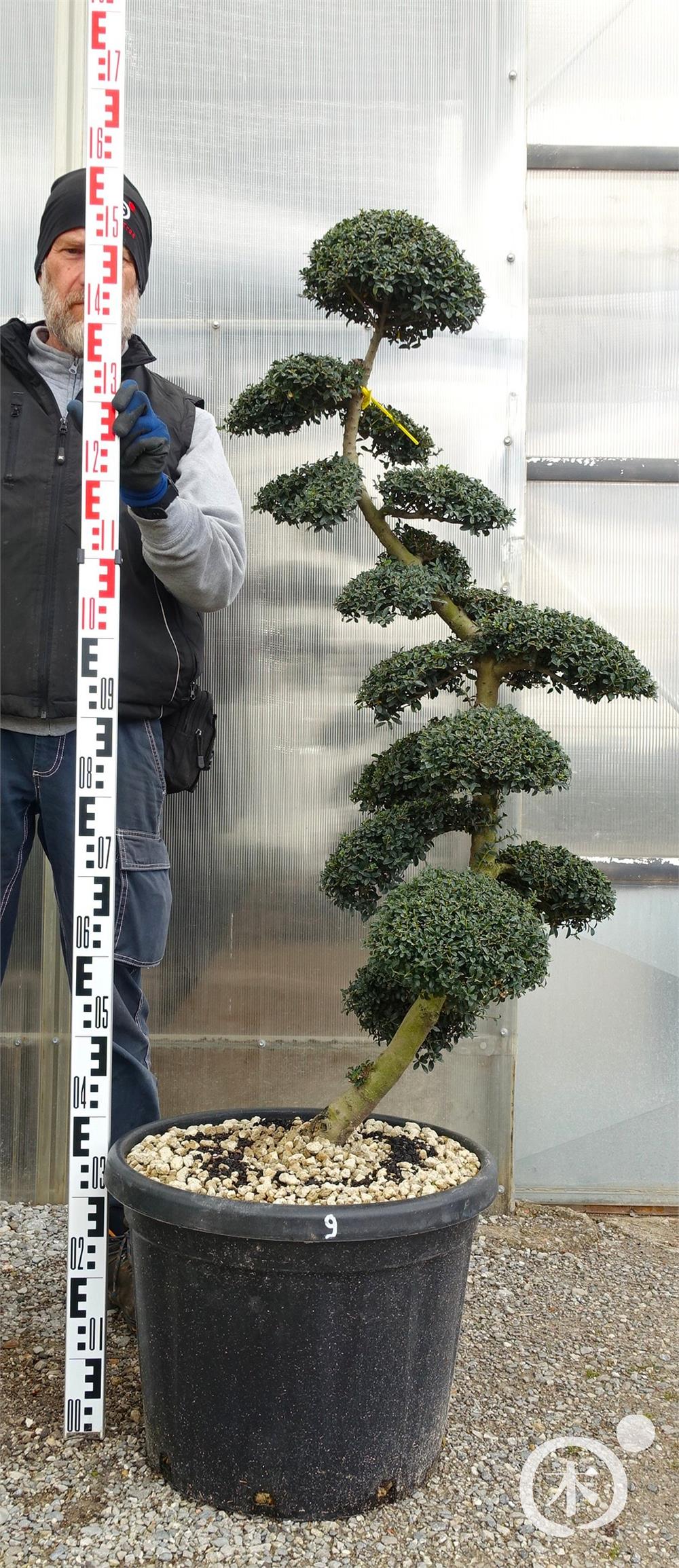 Ilex crenata Kinme' Bonsai