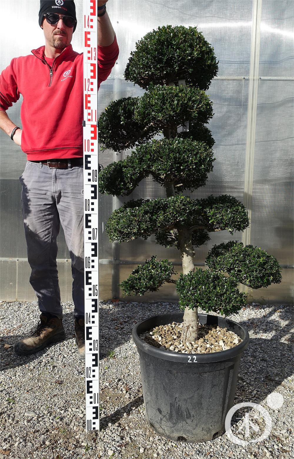 Ilex crenata Kinme' Bonsai