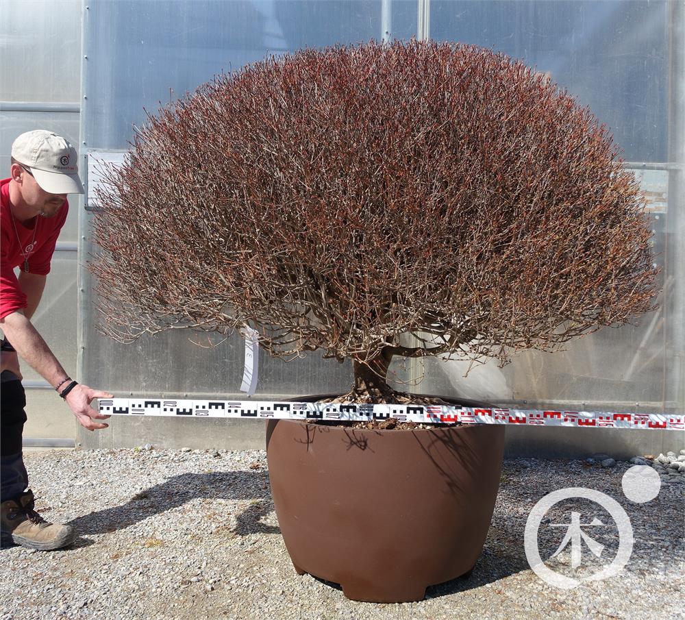 enkianthus bonsai Enkianthus perulatus Bonsai – Baumschule von Dach