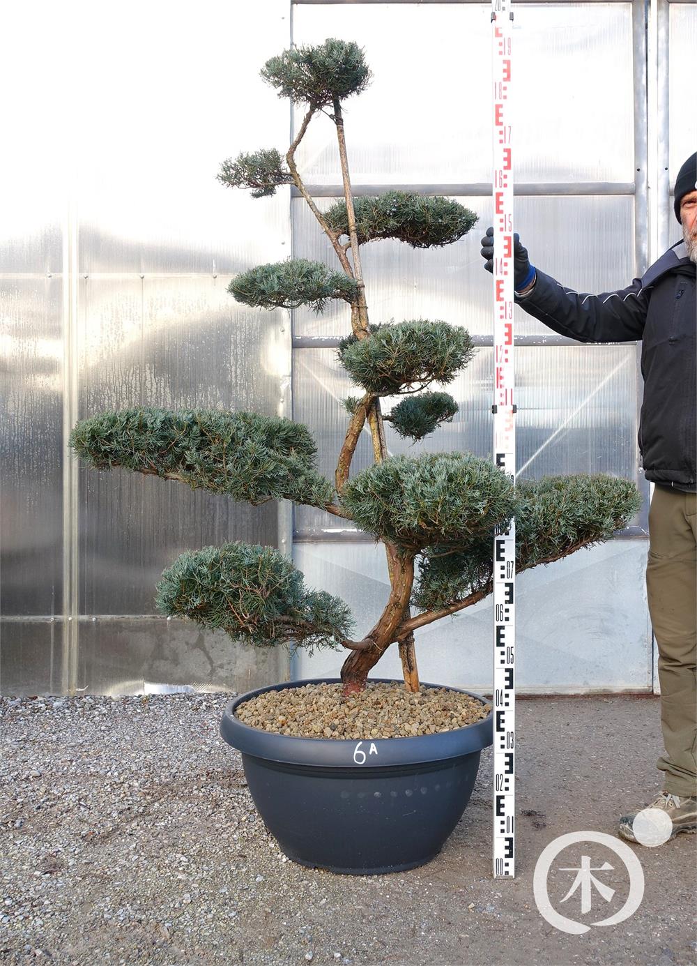juniperus chinensis bonsai kaufen Juniperus chinensis Bonsai – Baumschule von Dach