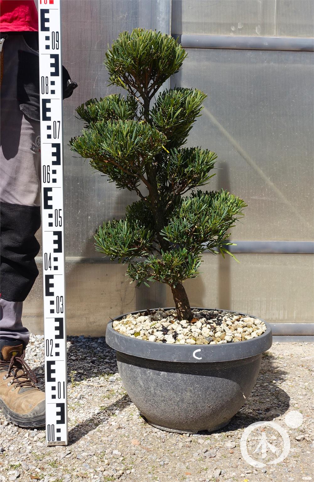 Podocarpus macrophyllus Bonsai – Baumschule von Dach