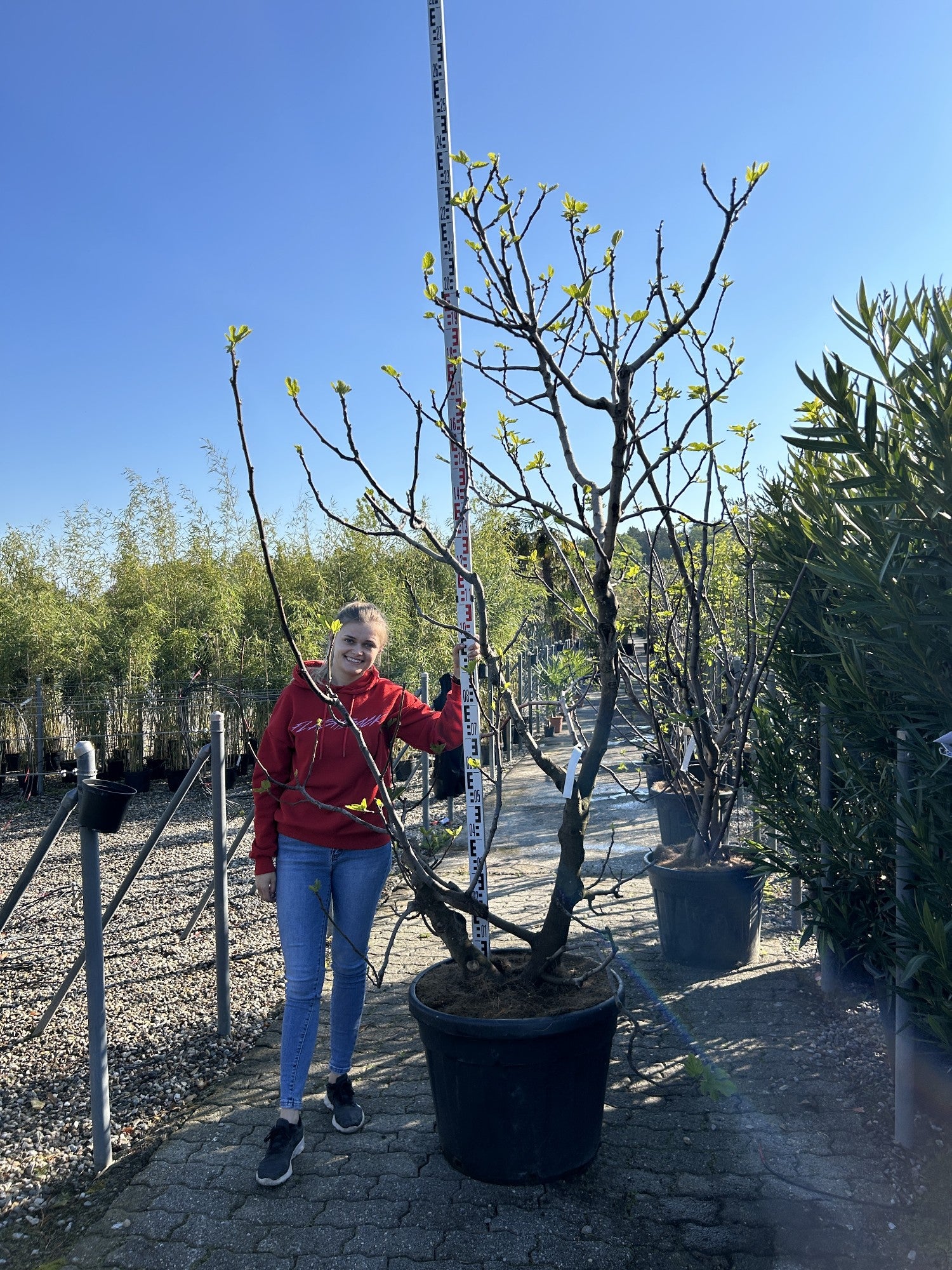 Ficus carica