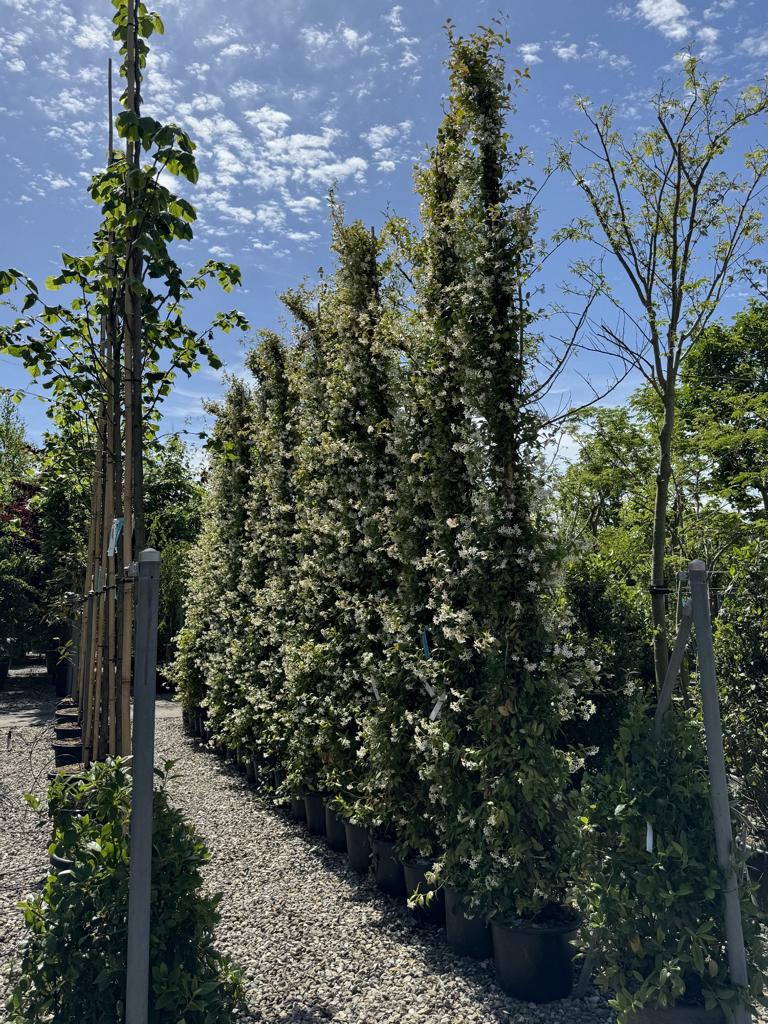 Trachelospermum jasminoides