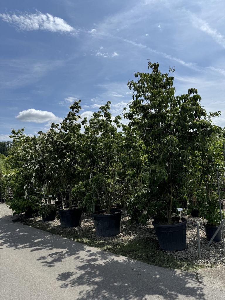 Cornus kousa 'Satomi'