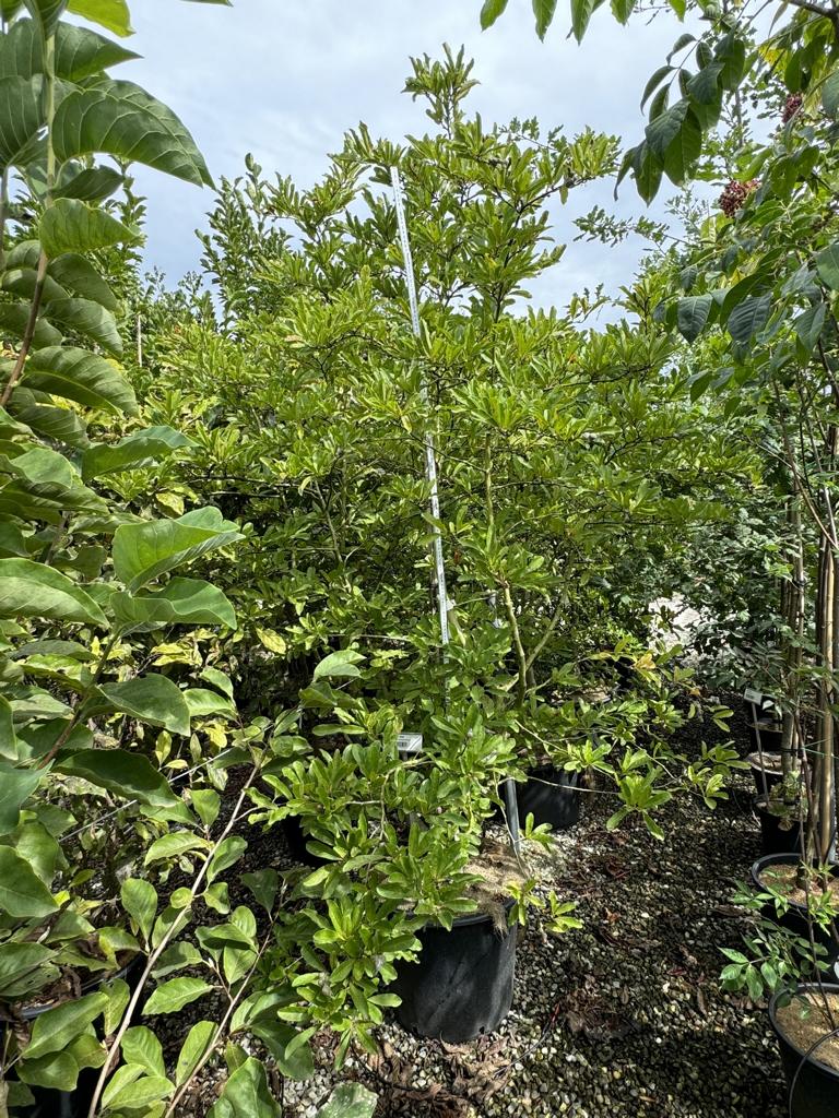 Magnolia stellata 'Rosea'