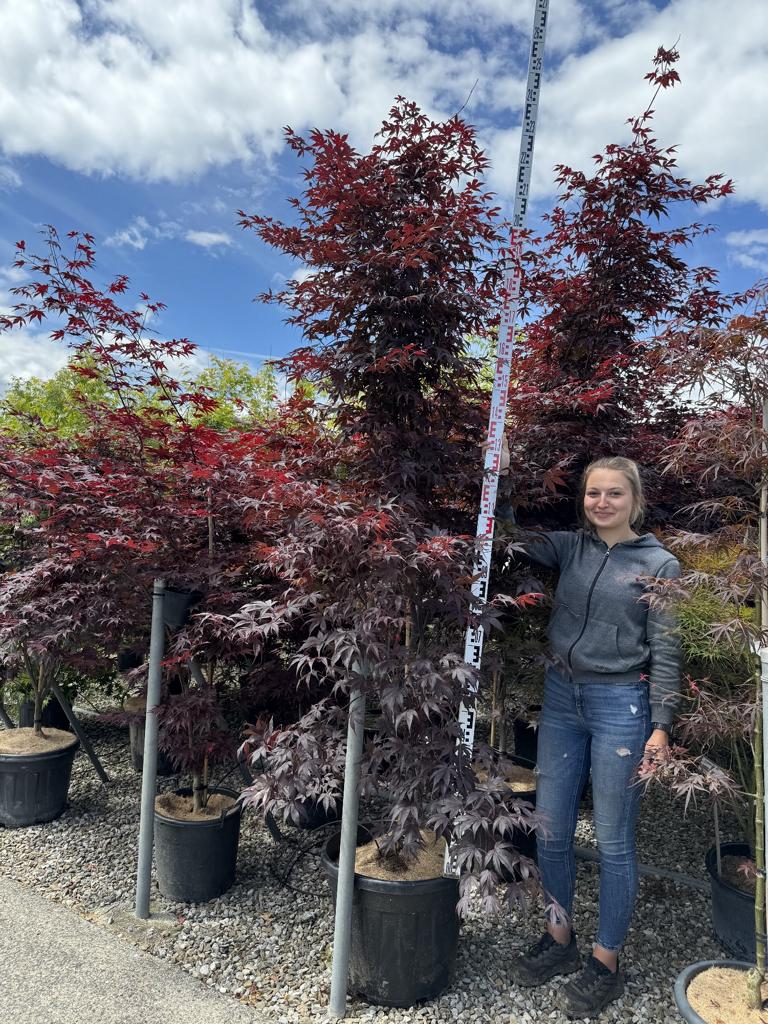 Acer palmatum 'Bloodgood'