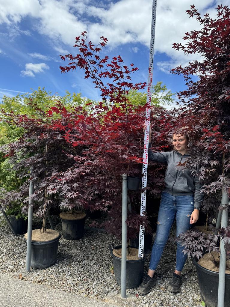 Acer palmatum 'Bloodgood'