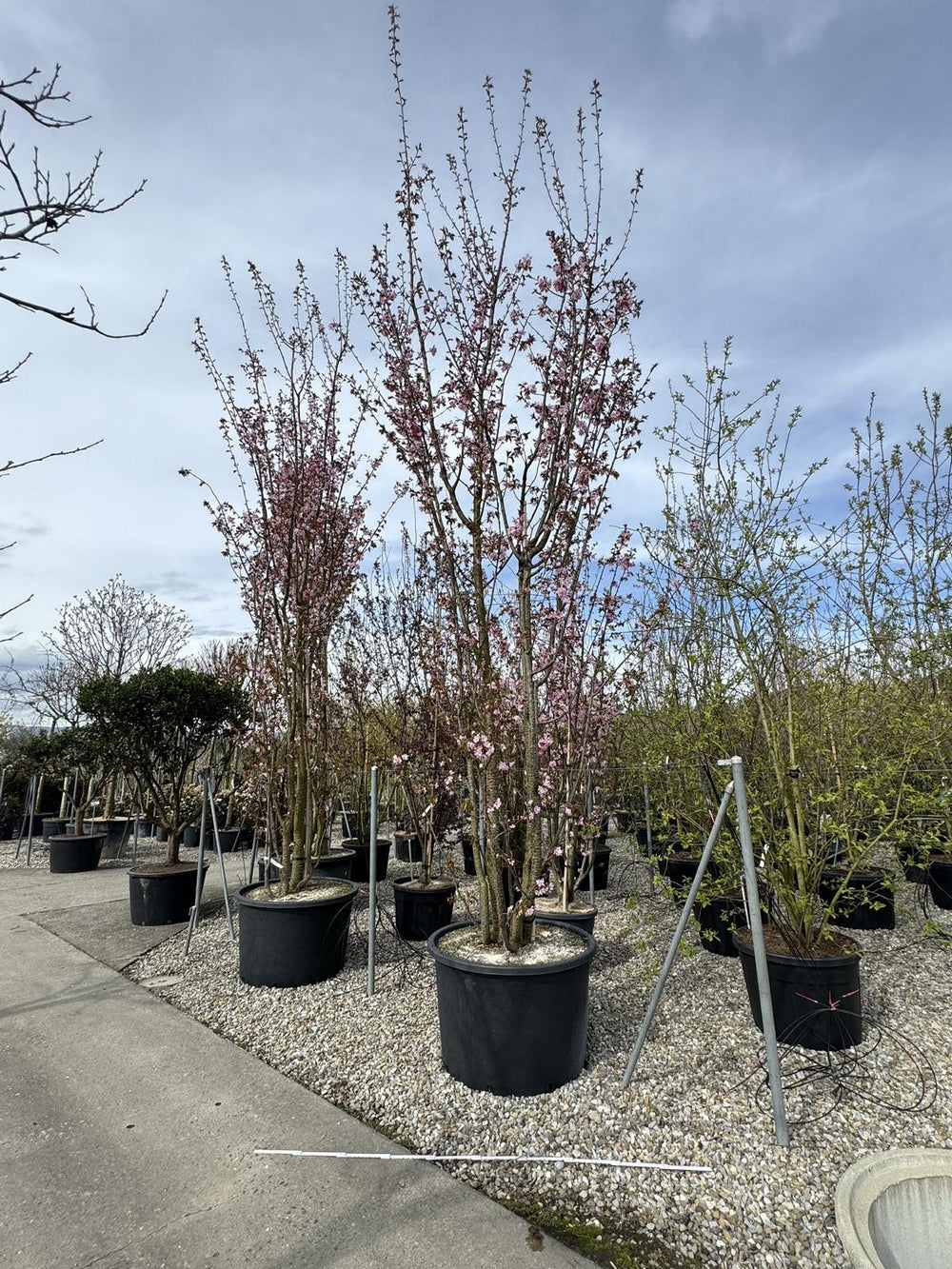 Prunus sargentii 'Rancho'