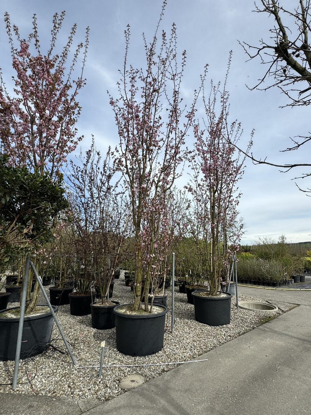 Prunus sargentii 'Rancho'