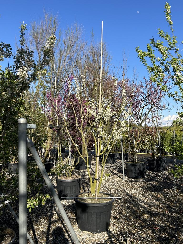 Cercis canadensis 'Texas White'