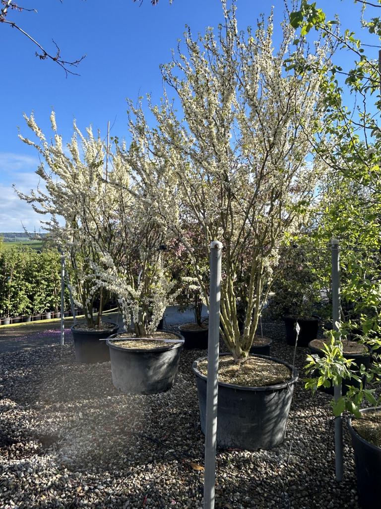 Cercis canadensis 'Texas White'