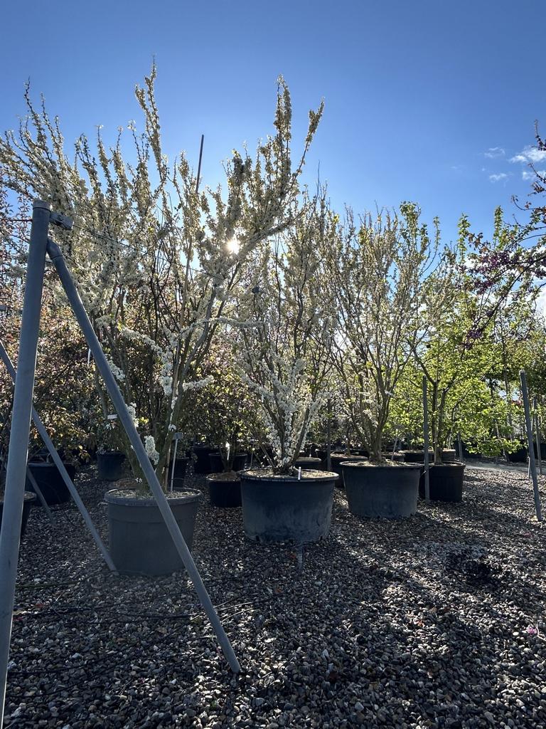 Cercis canadensis 'Texas White'