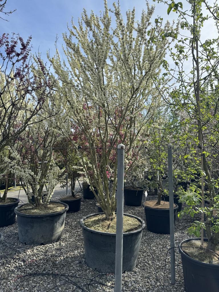 Cercis canadensis 'Texas White'