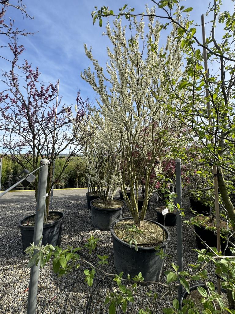 Cercis canadensis 'Texas White'