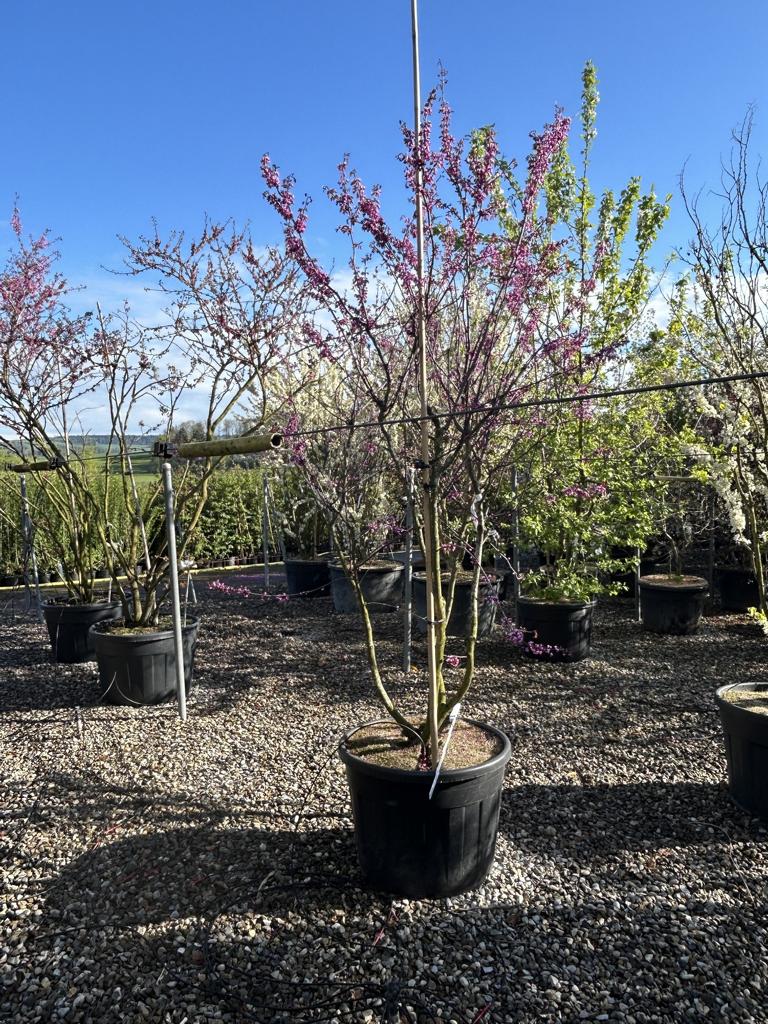 Cercis canadensis 'Forest Pansy'