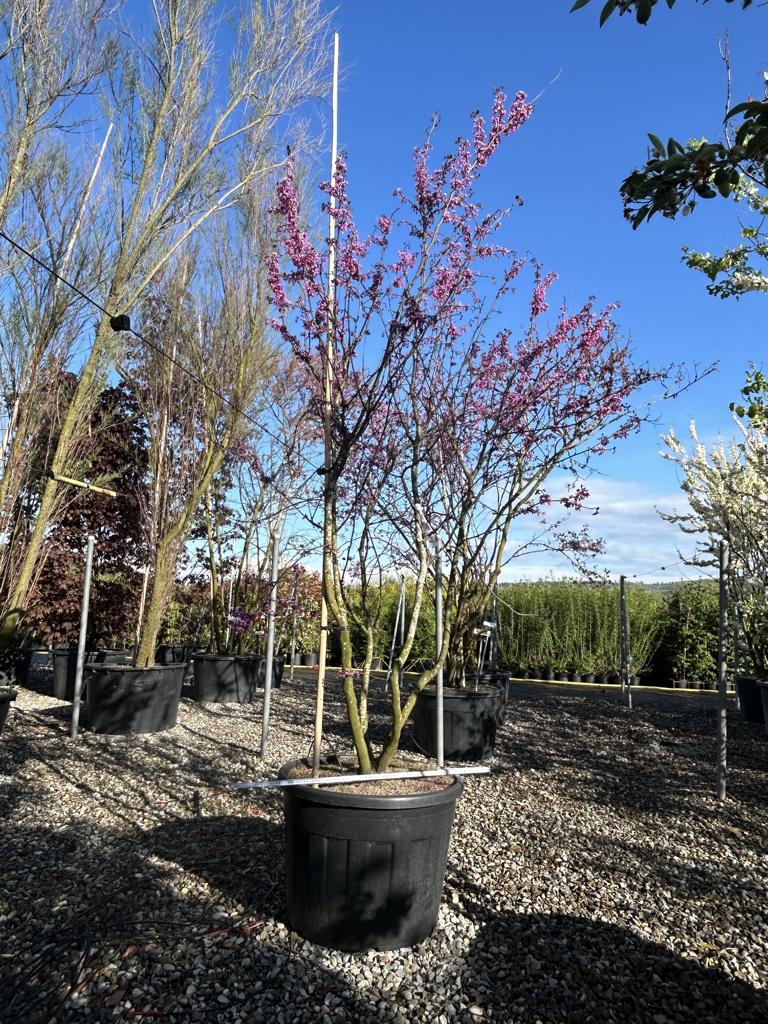 Cercis canadensis 'Forest Pansy'