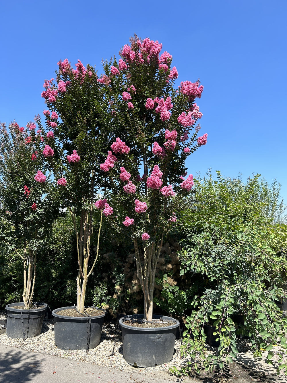 Lagerstroemia 'Sioux'
