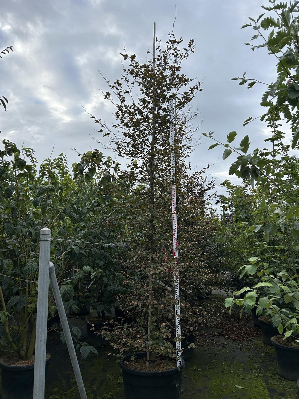 Fagus sylvatica 'Atropunicea'