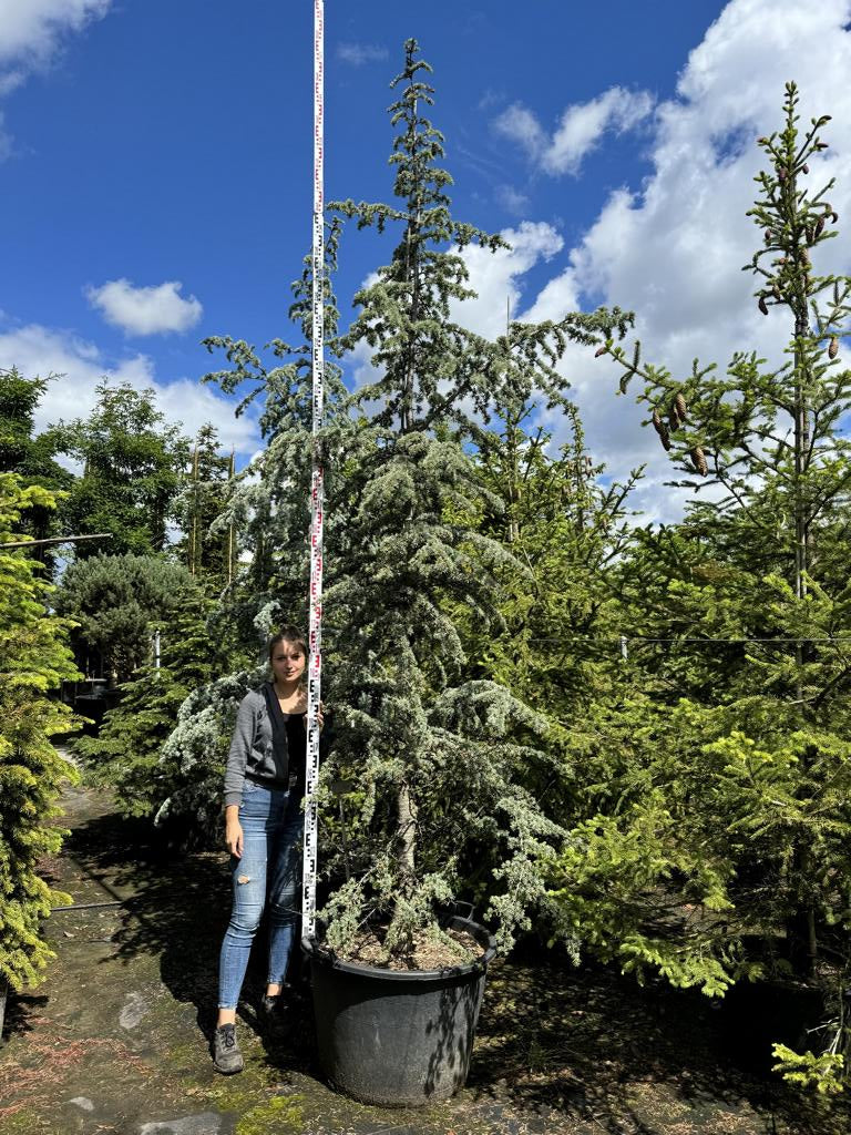 Cedrus atlantica 'Aurea'